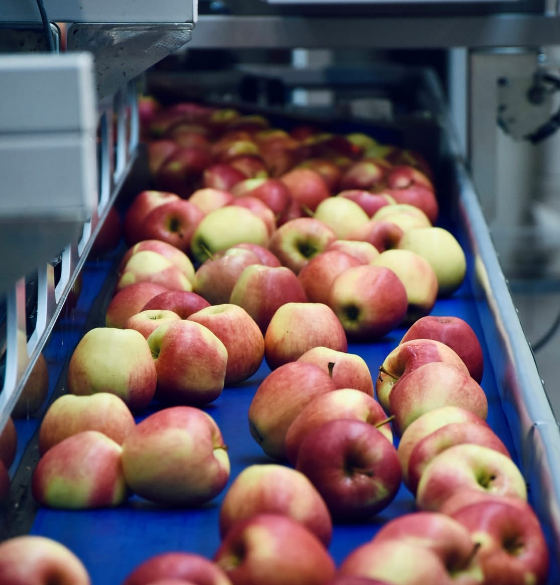 Apples moving along a conveyor in a fresh produce packing facility