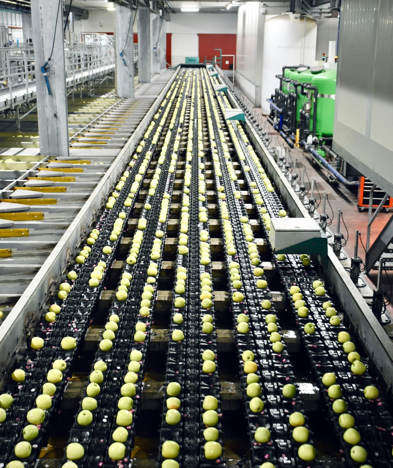 Apples being graded on an automated fresh produce packing line